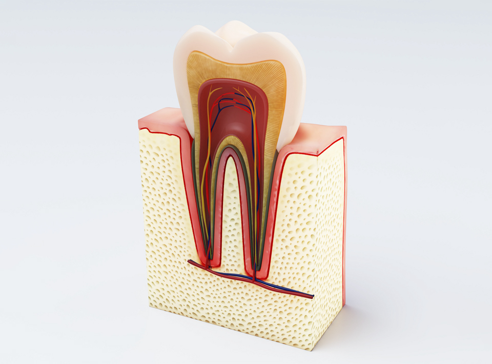 درک سلامت دندان